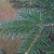 Branch tip showing needles of Abies cephalonica