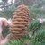 Upright light brown cone.