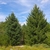 Whole plant view of Abies cephalonica in a forest setting