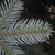 Underside of branch tip showing needles of Abies cephalonica
