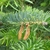 Downward pointing smaller orangish male cones and needles.