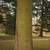 Smooth greenish yellow bark on the tree trunk