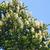 Upright female cones.