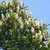 Upright light brown larger female cones on branch tips on canopy