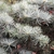 Close up of mature needles showing a bluish hue