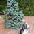 Abies concolor 'Compacta' White Fir form
