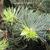 Abies alba 'compacta' Branch with new growth