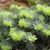 The lime green needles of new growth on a stem tip