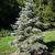 Abies concolor