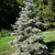 Conical habit with a blue green hue