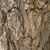 Brown knurled morphology of a mature bark