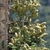 Light green cones on branches at the tip of the tree