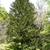 Coniferous habit of a mature tree