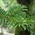 Closeup of short flat green