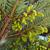 Abies firma cones