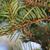 Abies firma needles