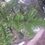 Opposite stems on a branch