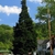 Mature tree with conical mounded habit in an urban setting