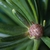 Close up of a brown round leaf bud