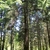 Older tree form
