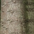 Closeup of trunk showing flaky greenish bark