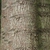 Bark close up