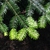 Foliage and new growth
