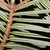 Stem and underside of needles