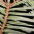 Brown stem and white stripped underside of needles