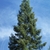 Conical habit of a mature tree