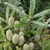 Light green upright cones