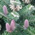 Upright pinkish cones