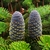 Bluish upright cones with white brachts.
