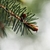 Brown leaf bud