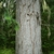 Light green nark with vertical brown cracks