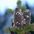 Dark blue upright cones