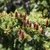 Reddish upright cones on branches.