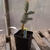 seedling in a pot