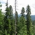 Tall vertical habit of mature trees in a forest view