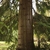 Lower part of a large trunk .