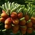 Small brownish orange rounded raspberry-like cones