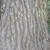 Corky appearance of the bark of a mature tree