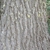 Bark