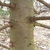Light brown smooth bark with greenish hue of a younger tree.
