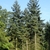 Upright habit of mature trees with bare trunk on the lower third