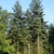 Form