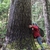 Older tree trunk