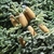 Light brown elongated cones with spikes on seeds