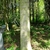 Lower section of trunk with moss & branch spikes