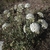 Small upright to sprawling habit with white fragrant flower ball
